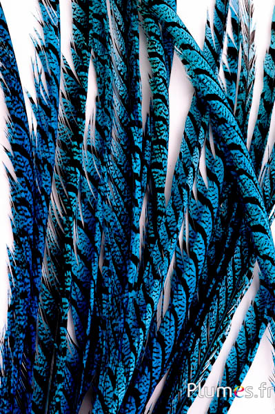 Fagiano Lady Armherst - 75-85 cm - turchese